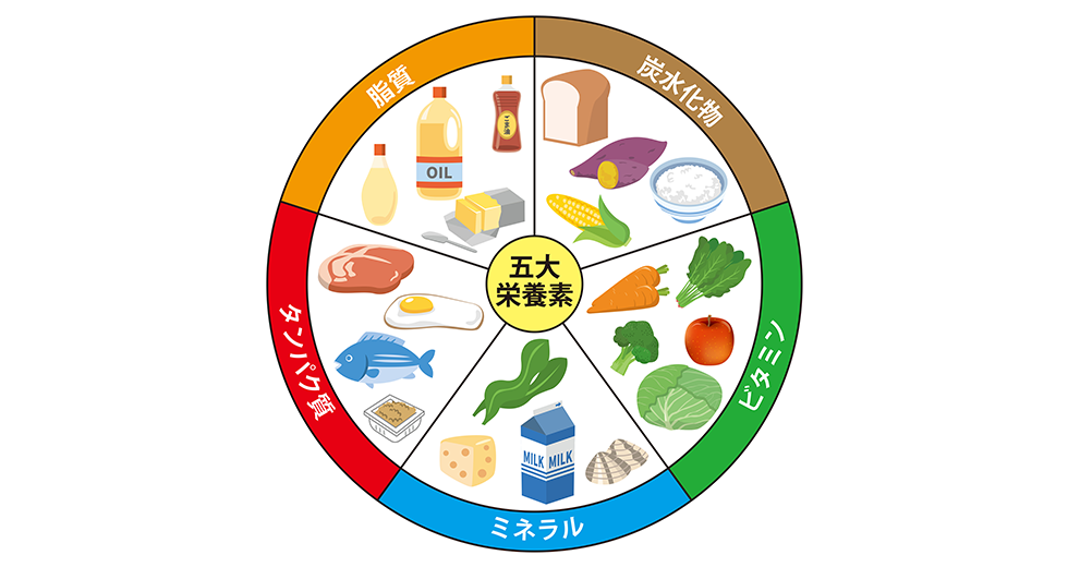 栄養素の種類と働き