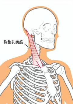 首の痛みを良くするには？｜札幌宮の森ストレッチジム
